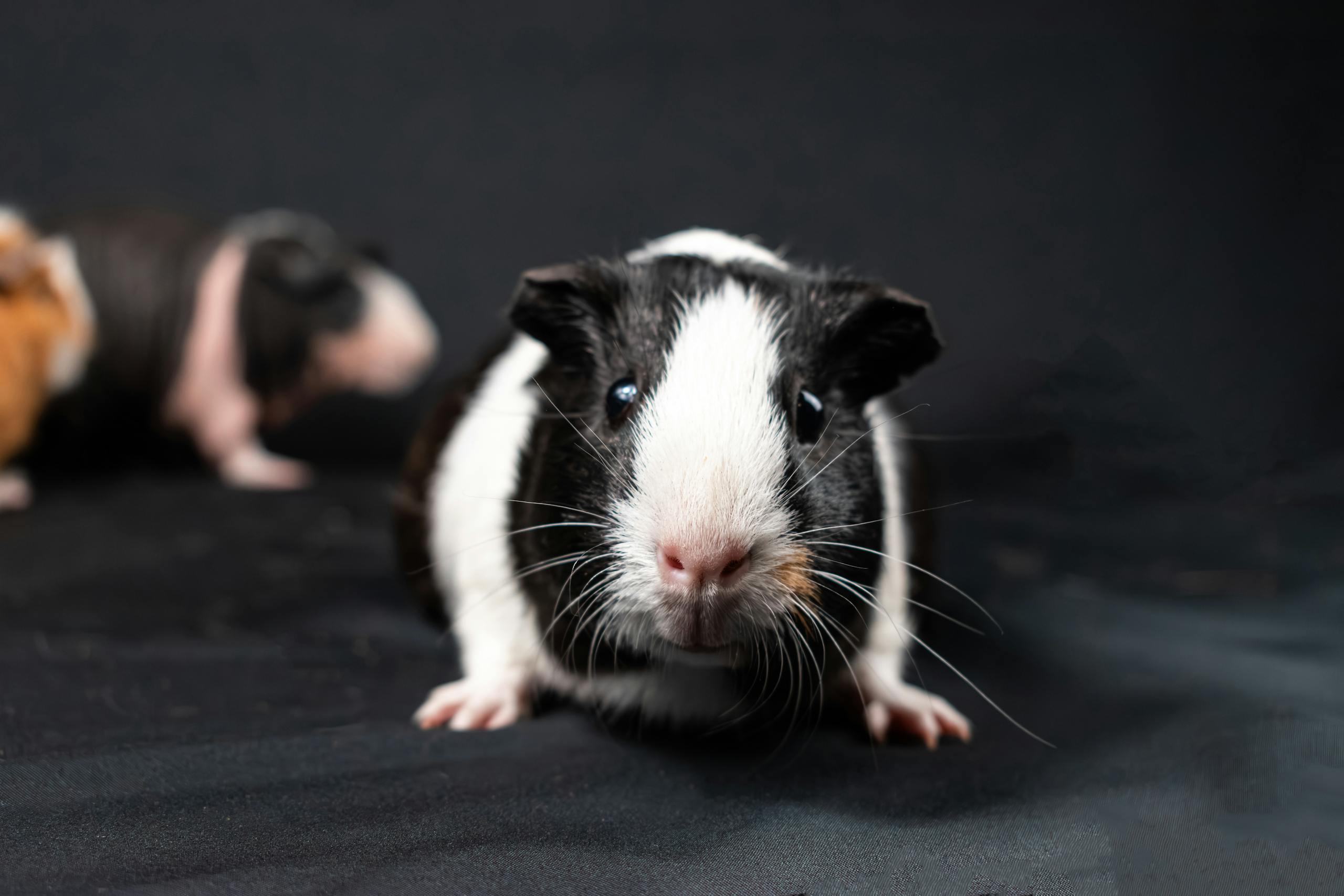 A black and white guinea pig on a black background